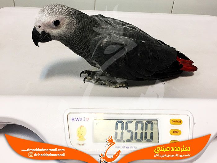 اهمیت وزن کردن در پرندگان خانگی ( همراه با جدول میانگین وزنی برخی گونه های رایج)