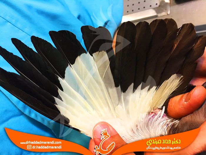 اصلاح پر در پرندگان