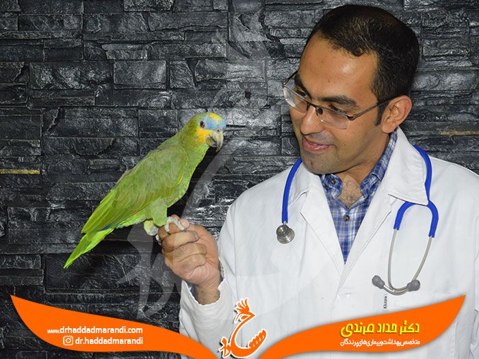 اصطلاح "تب کردن" در پرندگان