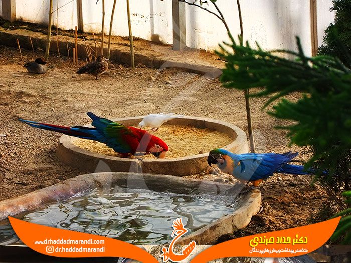 دمای مناسب برای نگهداری پرندگان خانگی